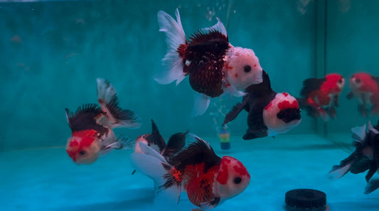The Ultimate Beginner's Guide for Koi Fish Care