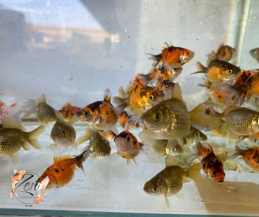 5 Top Tips to Care for Pearlfish