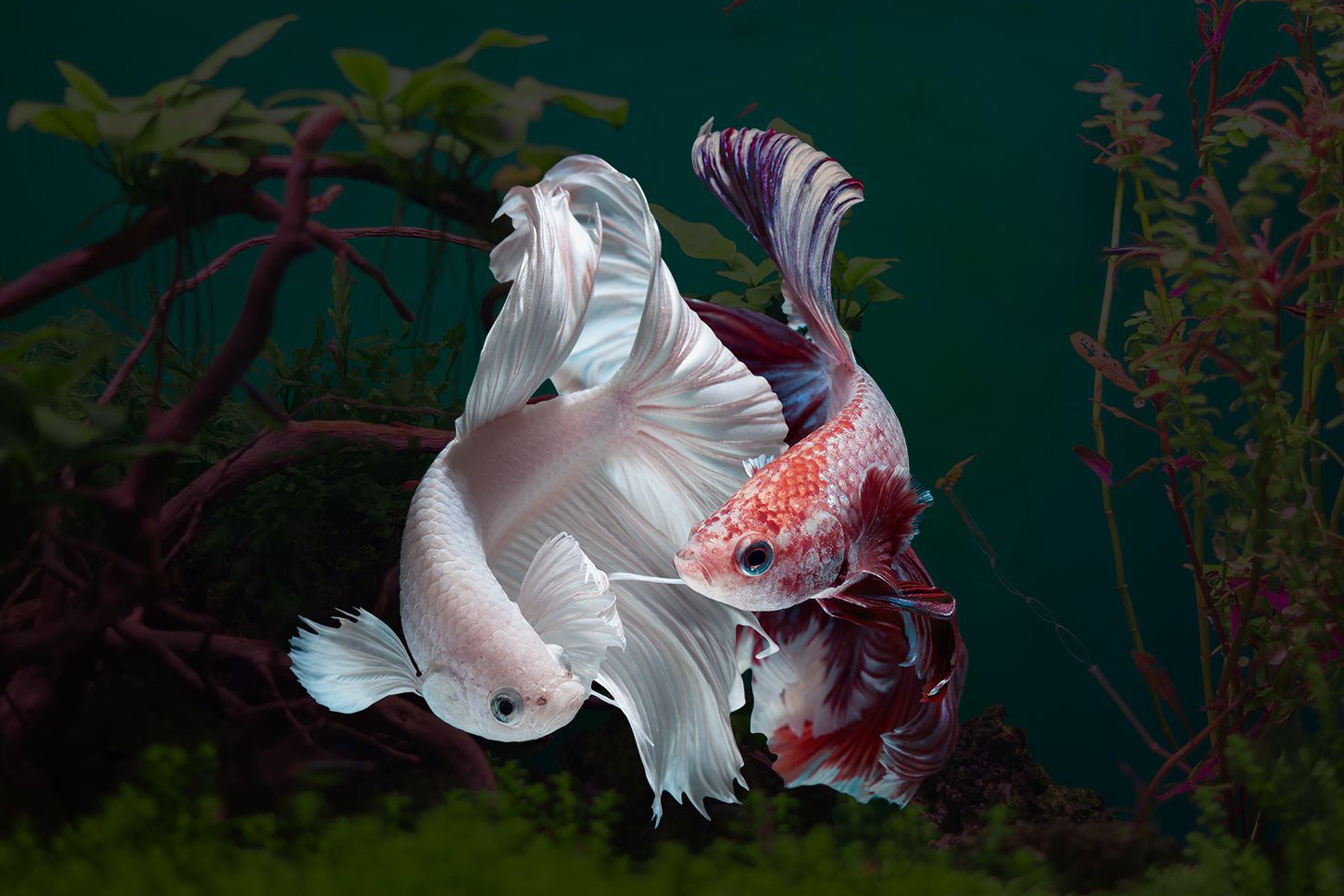 Siamese fighting fish