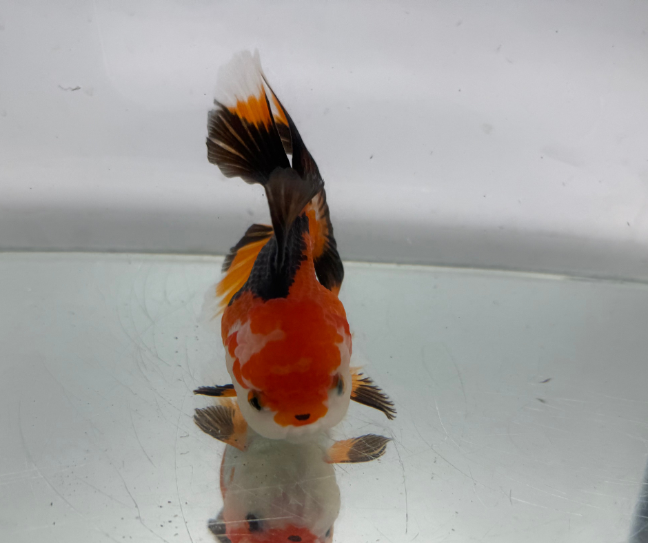 Tri Oranda Goldfish (10-11 cm)