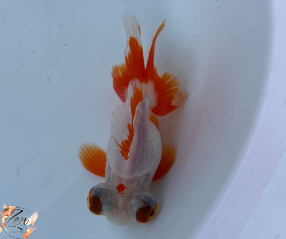 White&Red colour butterfly tails 10-11cm - J