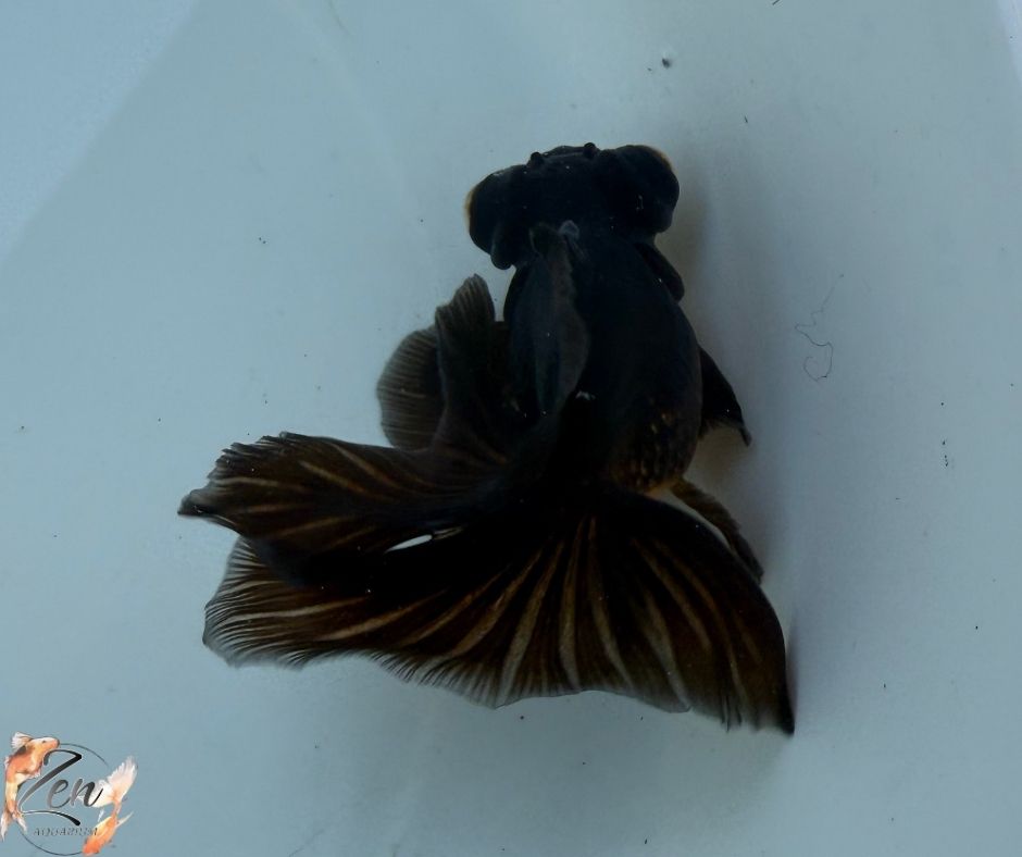 Black Butterfly Tail Goldfish 10-11cm - K