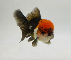 Tancho Tri Oranda Goldfish (10-11 cm) - Zen Aquarium AU