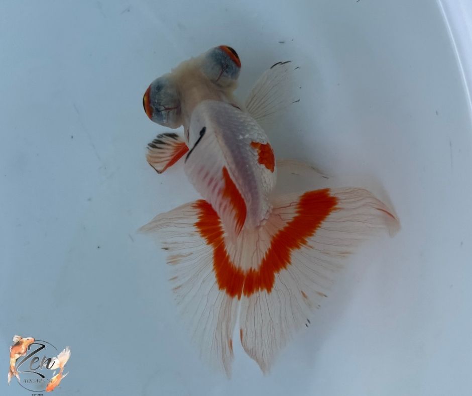 White&Red colour butterfly tails 10-11cm - A