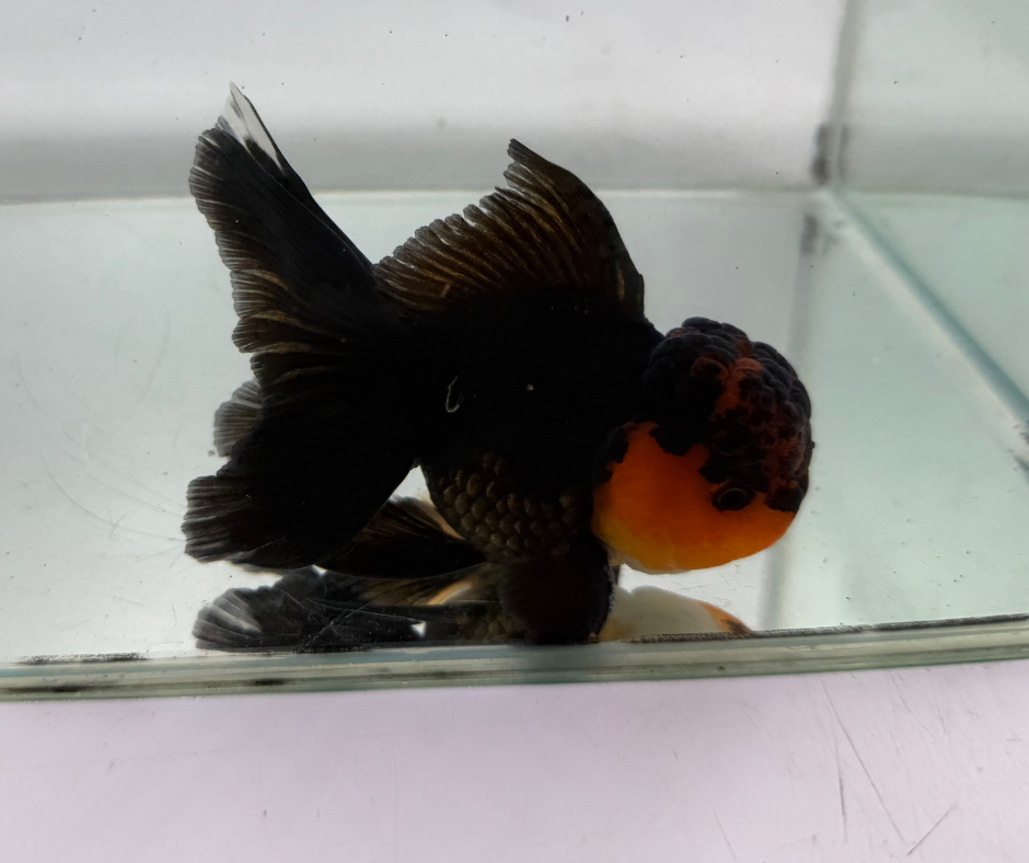 Black&Red Oranda Goldfish (10-11 cm)
