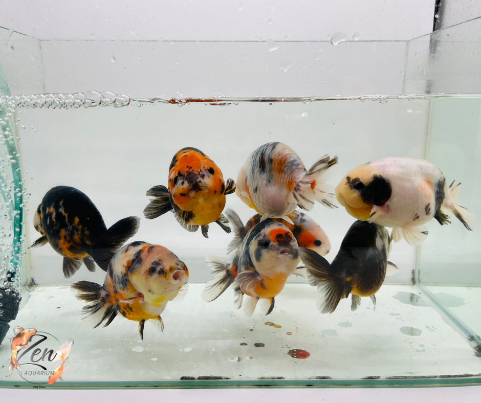 Milk Cow Ranchu Goldfish - (10.5-11.5 cm) | Zen Aquarium
