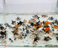 Tri and Panda Oranda swimming gracefully