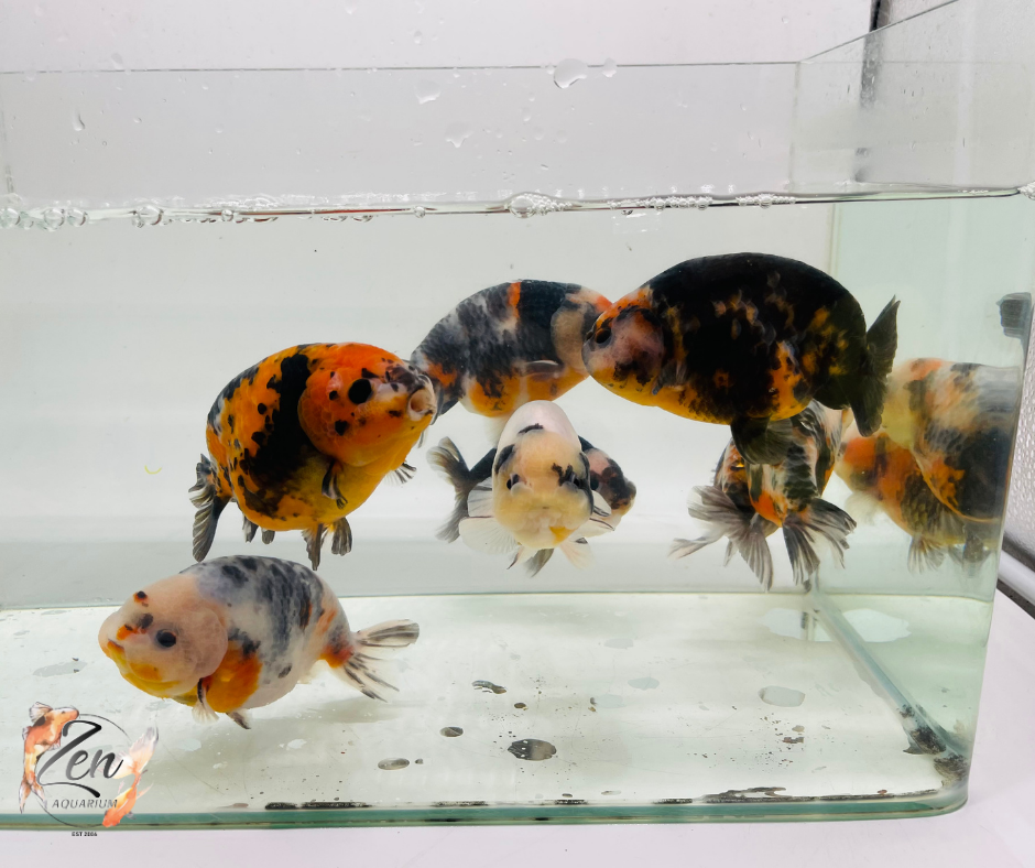 Milk Cow Ranchu Goldfish - (10.5-11.5 cm) | Zen Aquarium