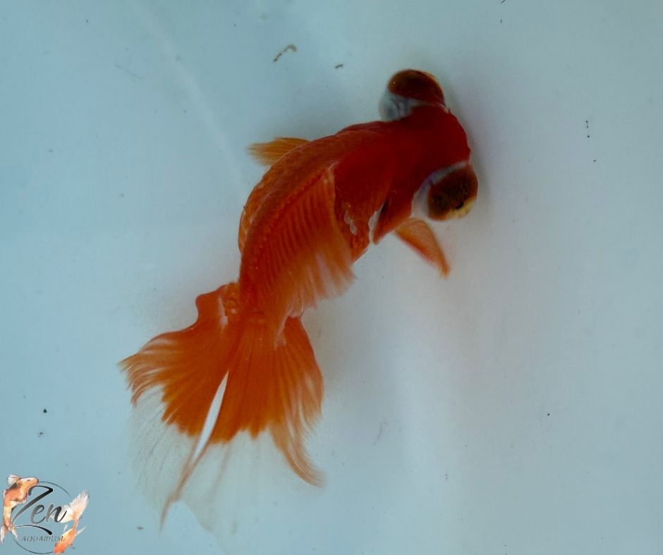 Red colour butterfly tails 10-11cm - B