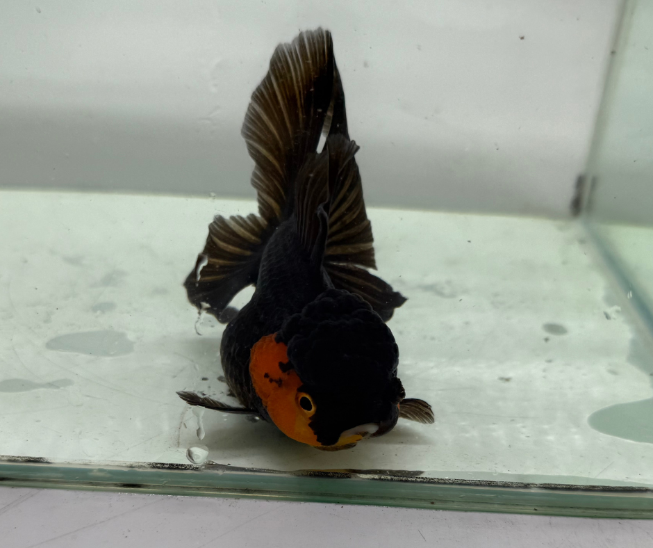 Black&Red Oranda Goldfish (10-11 cm)