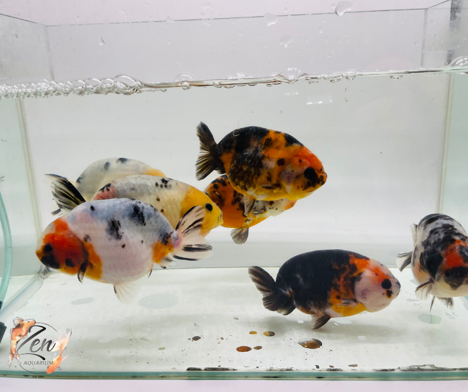 Milk Cow Ranchu Goldfish - (10.5-11.5 cm) | Zen Aquarium