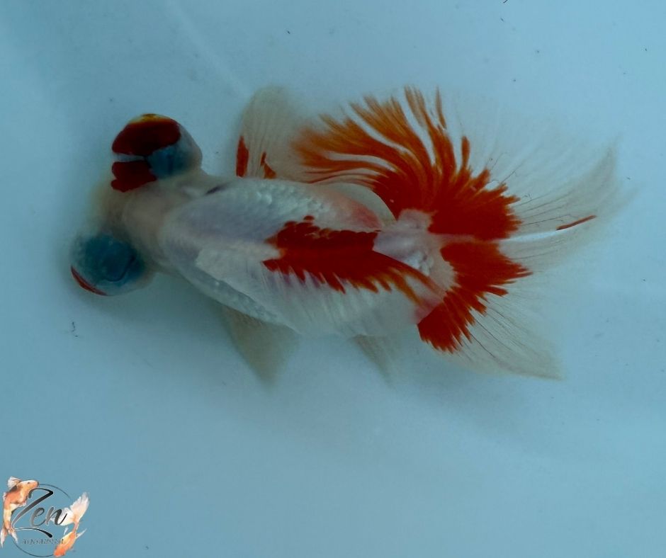 White&Red colour butterfly tails 10-11cm - C