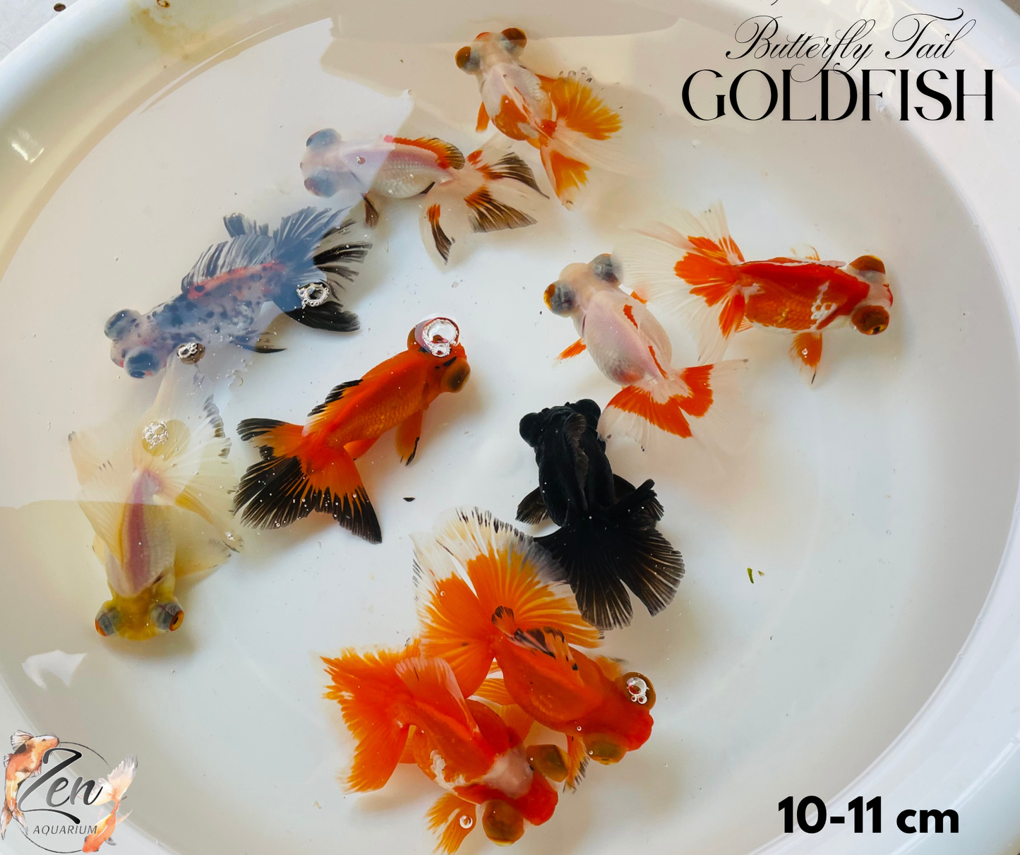 Assorted Butterfly Tail Goldfish 10-11cm