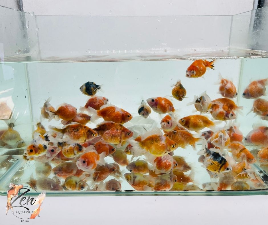 Pearlscale goldfish Calico/ Tri Ping Pong (6-7 cm) - Zen Aquarium AU