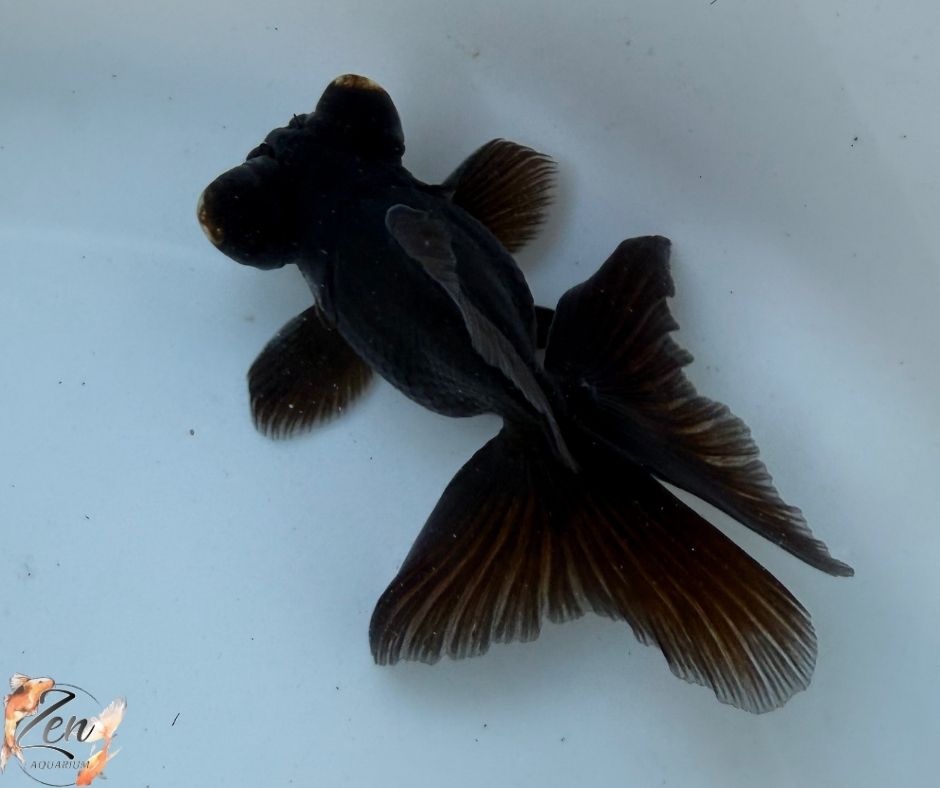 Black Butterfly Tail Goldfish 10-11cm - D