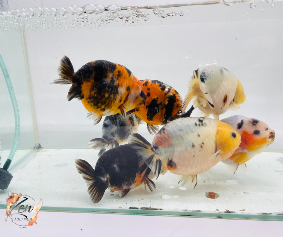 Milk Cow Ranchu Goldfish - (10.5-11.5 cm) | Zen Aquarium