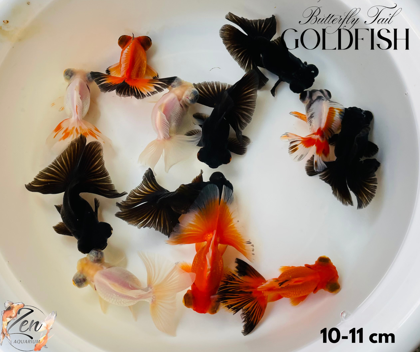 Assorted Butterfly Tail Goldfish 10-11cm