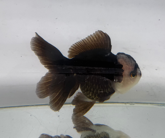 Panda Oranda Goldfish (10-11 cm)