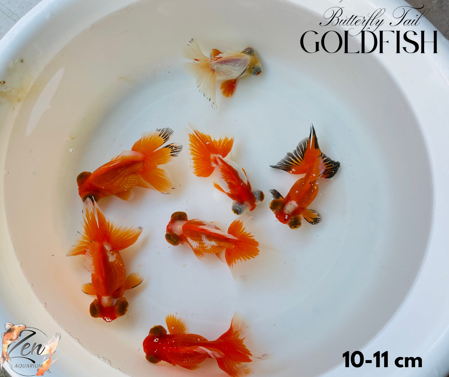 Assorted Butterfly Tail Goldfish 10-11cm