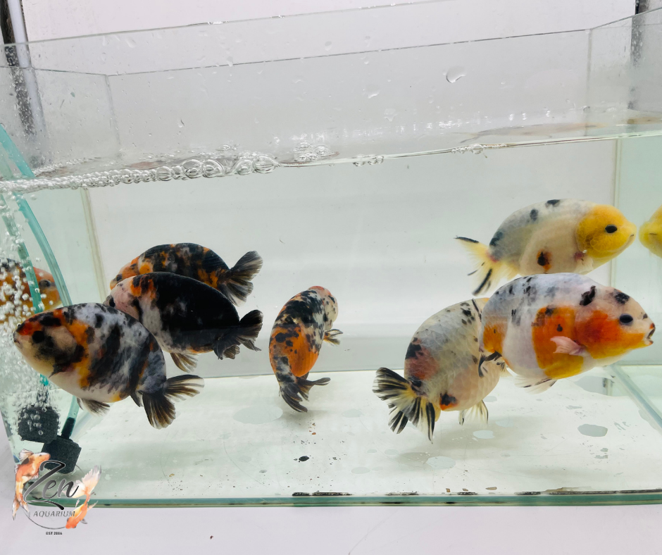 Milk Cow Ranchu Goldfish - (10.5-11.5 cm) | Zen Aquarium