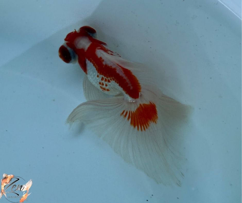 White&Red colour butterfly tails 10-11cm - E