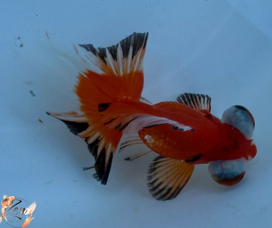 Tri colour butterfly tails 10-11cm - F