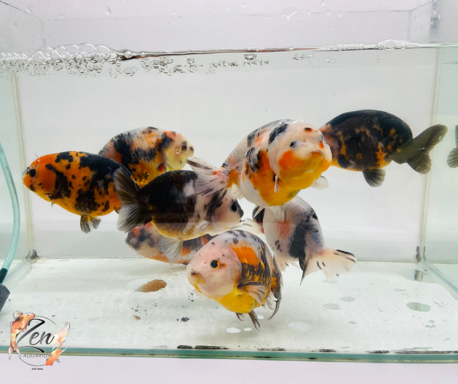 Milk Cow Ranchu Goldfish - (10.5-11.5 cm) | Zen Aquarium