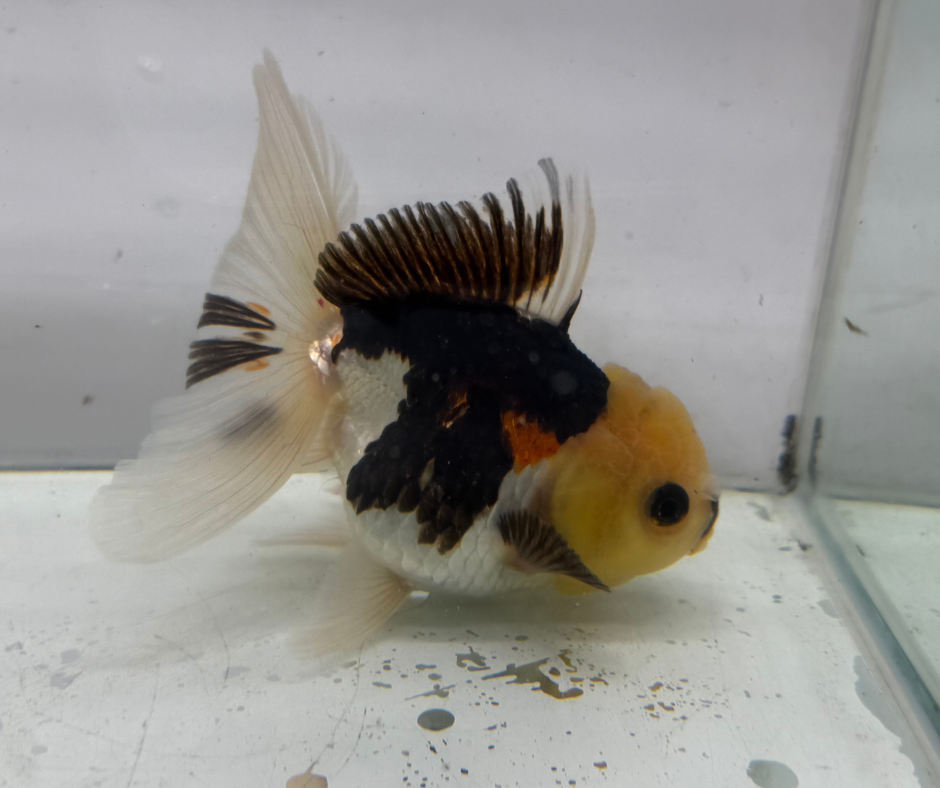 Tri Lemon Head Oranda Goldfish (10-11 cm)