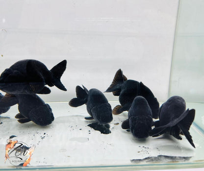 Ranchu Goldfish - Black (8-9 cm) | Zen Aquarium - Zen Aquarium AU