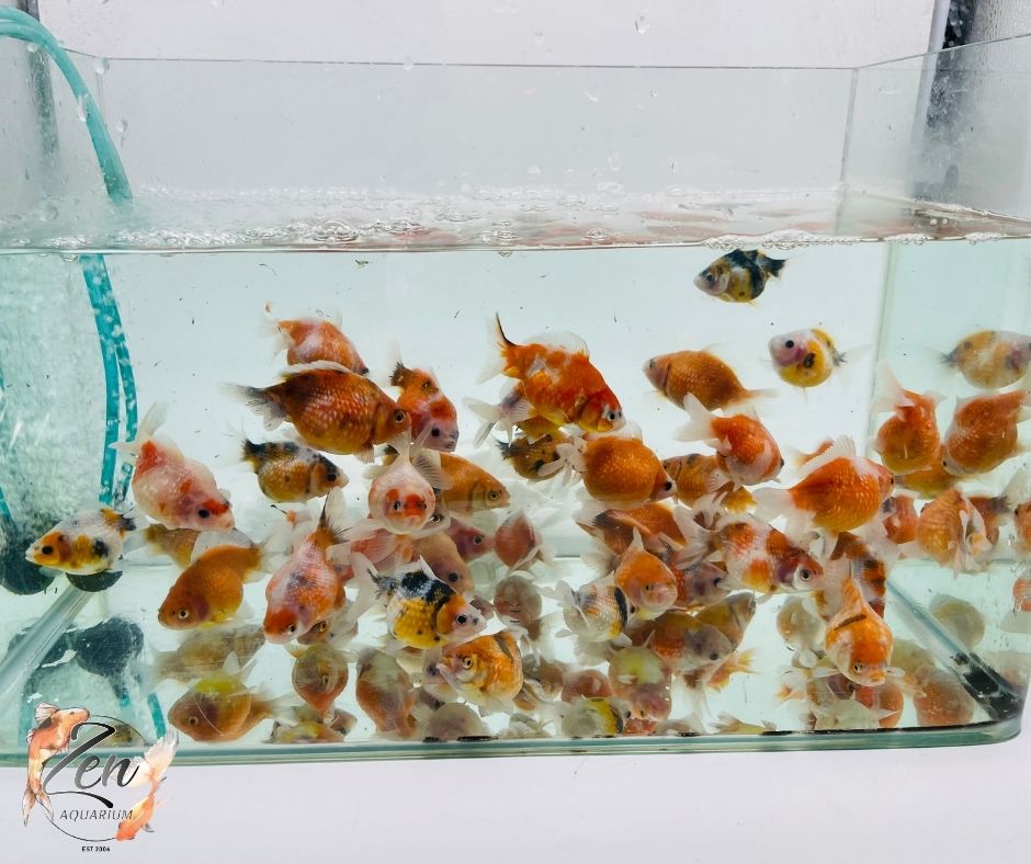 Pearlscale goldfish Calico/ Tri Ping Pong (6-7 cm) - Zen Aquarium AU