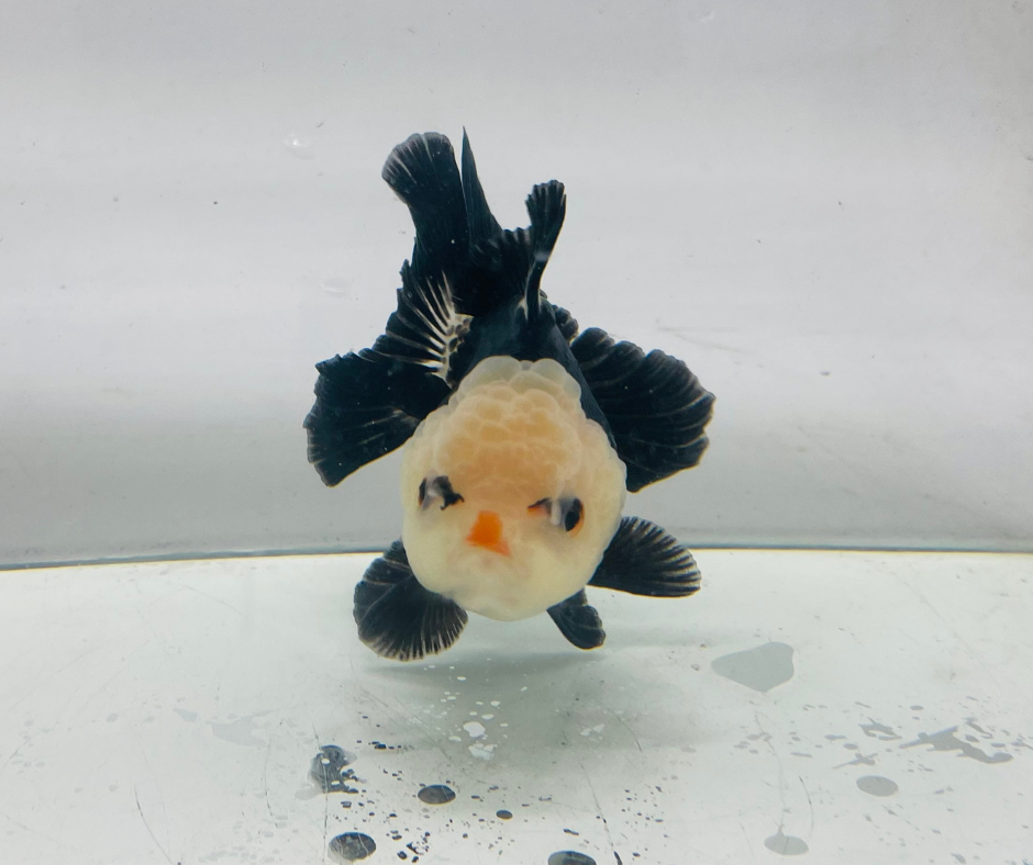 Lemon Head Panda Oranda Goldfish (10-11 cm)