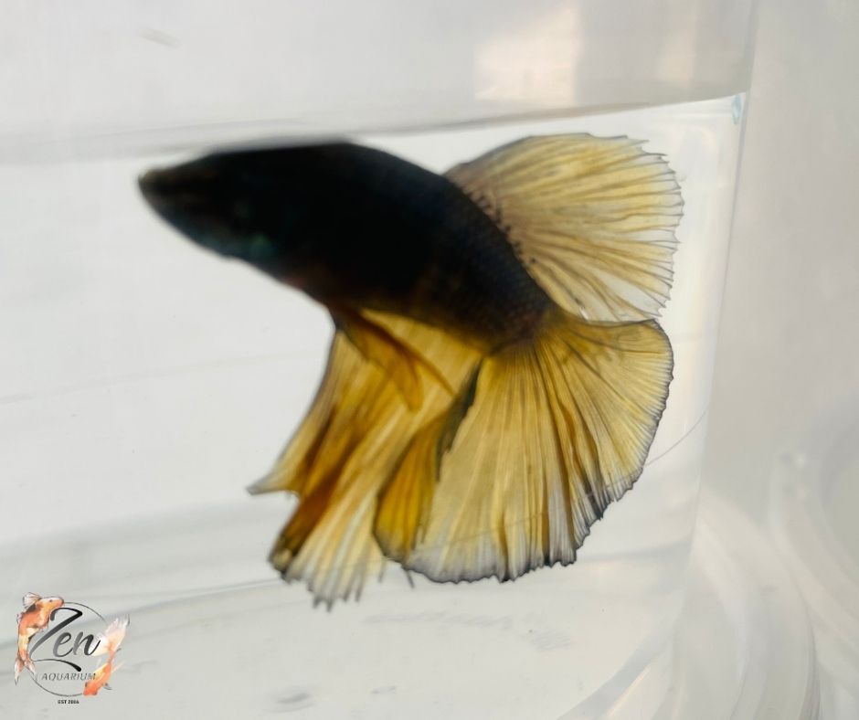 Assorted Mustard Gas Halfmoon Male Betta