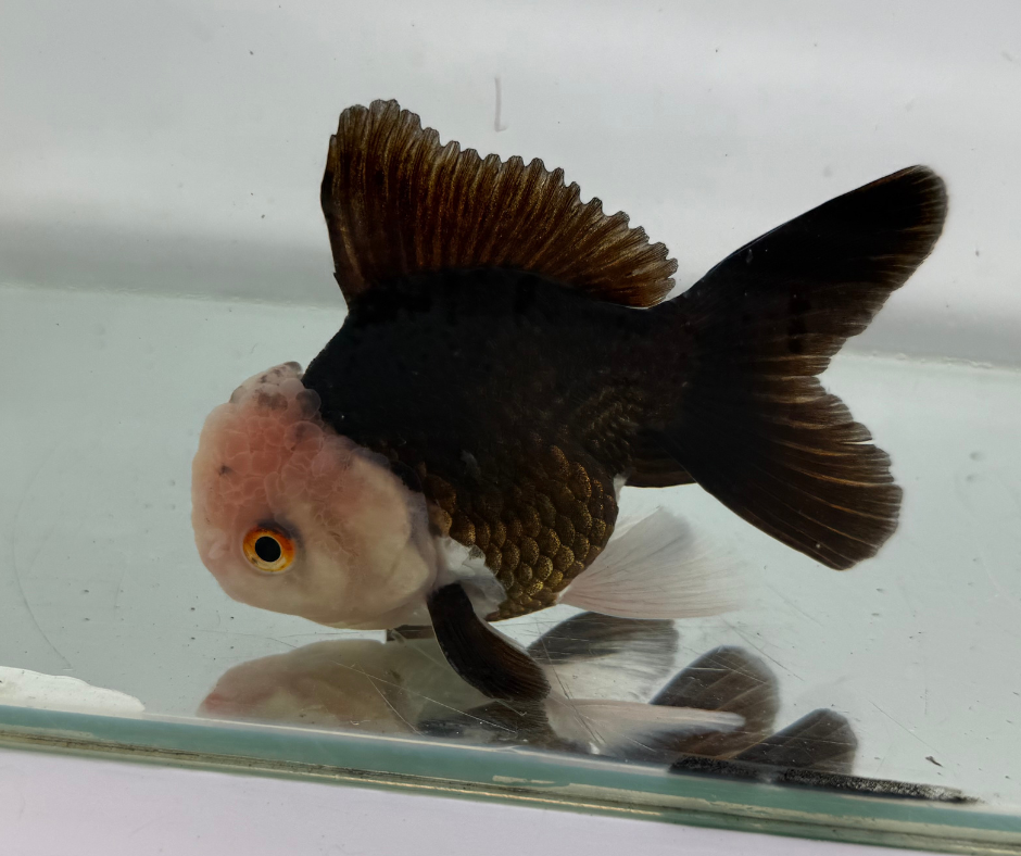Lemon Head Panda Oranda Goldfish (10-11 cm)