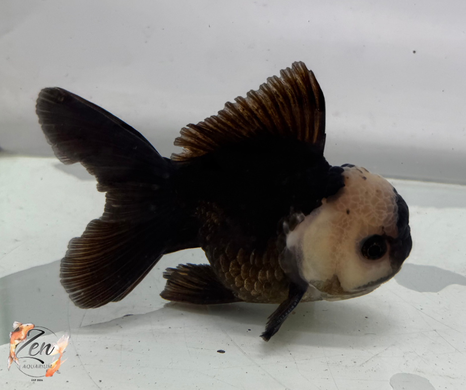 Black Panda Oranda Goldfish (10-11 cm)