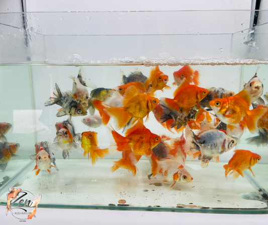 High Back Ryukin Goldfish (7-8cm) - Zen Aquarium AU