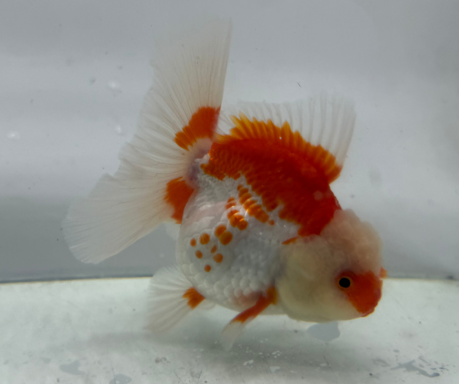 Rosetail Oranda Goldfish (12-13 cm)