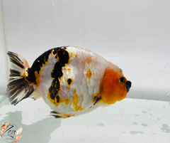 Tri Colour Ranchu Goldfish 11-12cm - Zen Aquarium AU