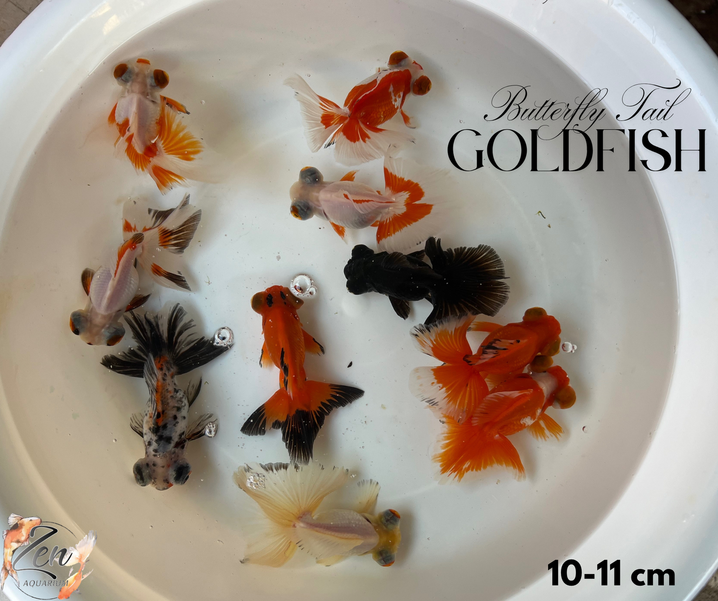 Assorted Butterfly Tail Goldfish 10-11cm