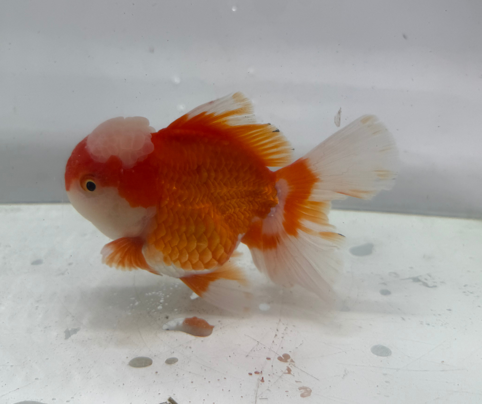 Rosetail Oranda Goldfish (12-13 cm)