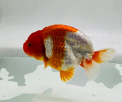 Red&White Ranchu Goldfish 11-12cm - Zen Aquarium AU