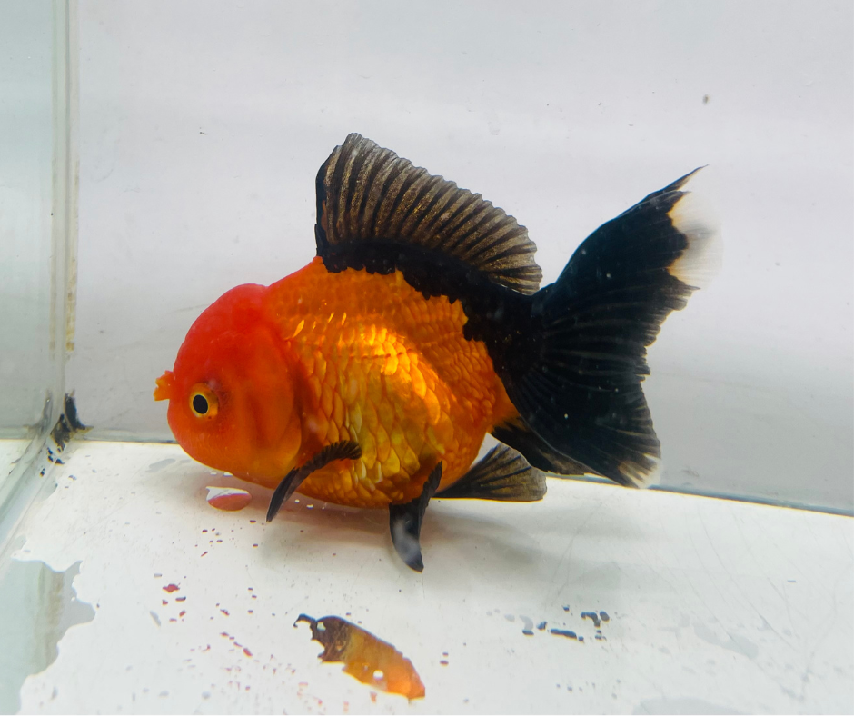 Red&Black Oranda Goldfish (10-11 cm)