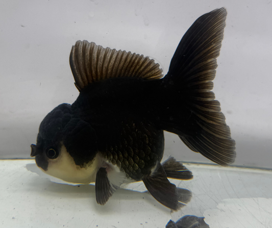 Black Panda Oranda Goldfish (10-11 cm)