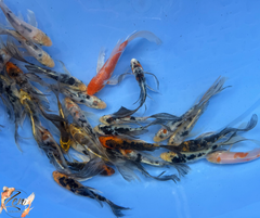 Butterfly Koi Fish 11-14cm - Zen Aquarium AU