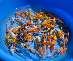 Bright Japanese Koi swimming in clear water