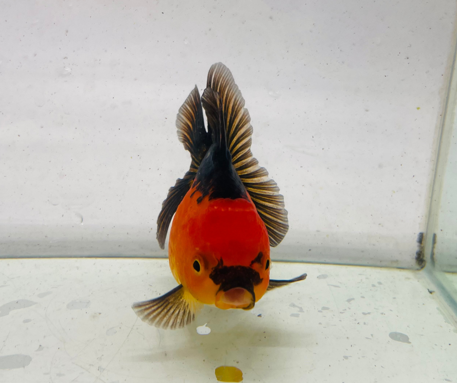 Red&Black Oranda Goldfish (11 cm)