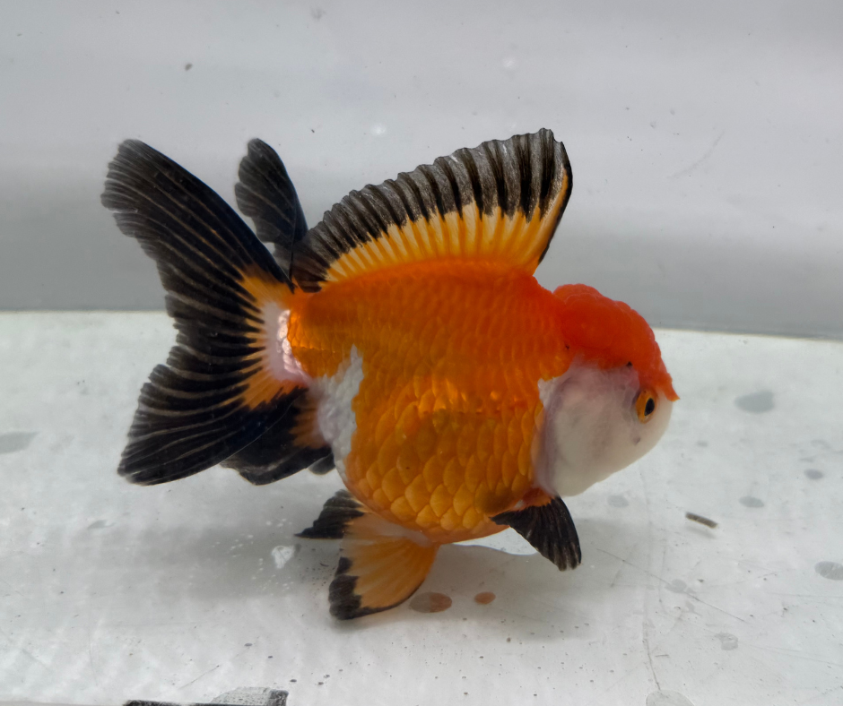 Rosetail Oranda Goldfish (12-13 cm)