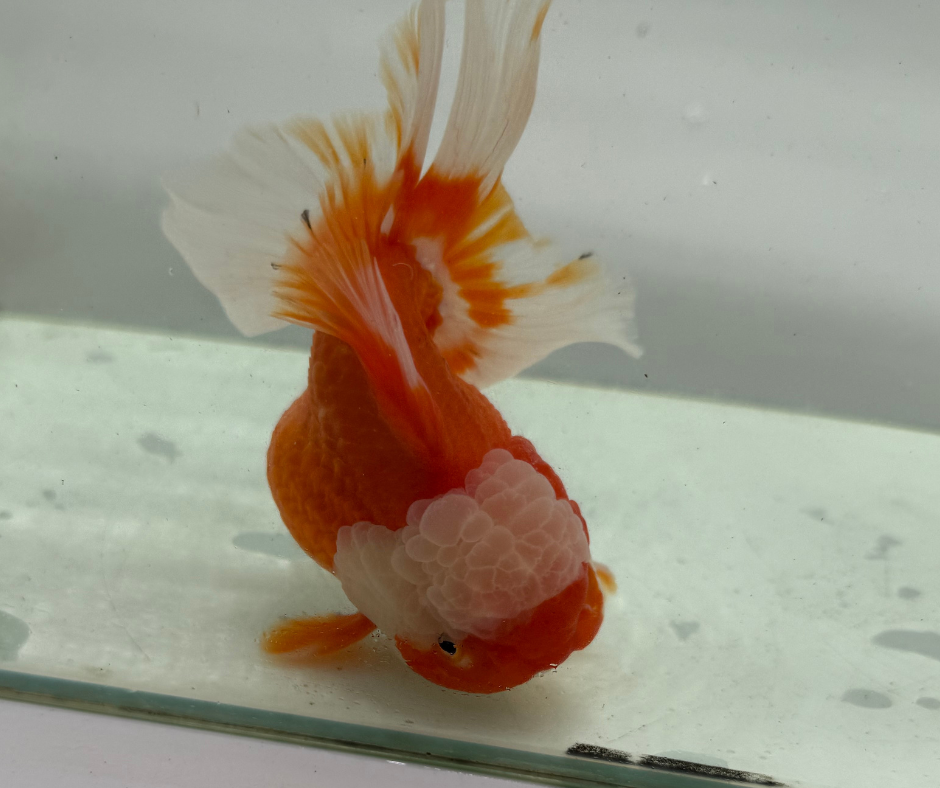 Rosetail Oranda Goldfish (12-13 cm)