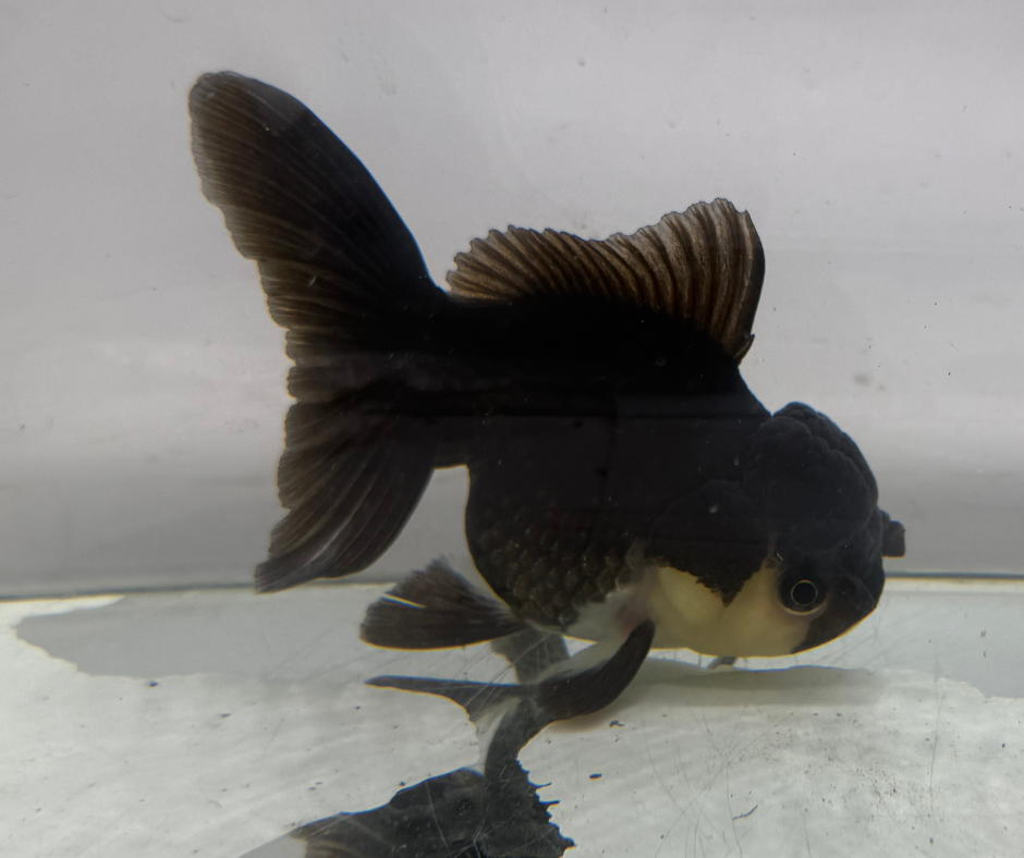 Black Panda Oranda Goldfish (10-11 cm)
