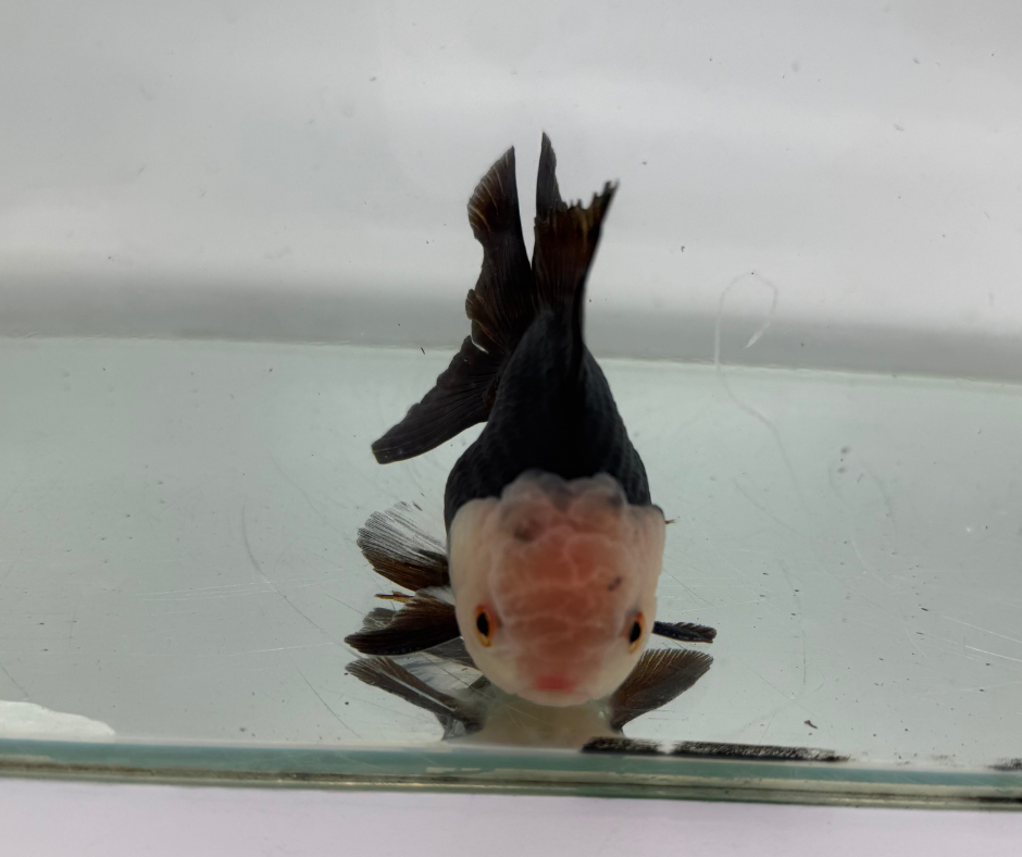 Lemon Head Panda Oranda Goldfish (10-11 cm)