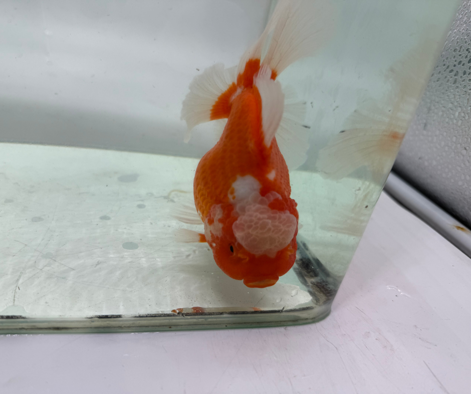 Rosetail Oranda Goldfish (12-13 cm)